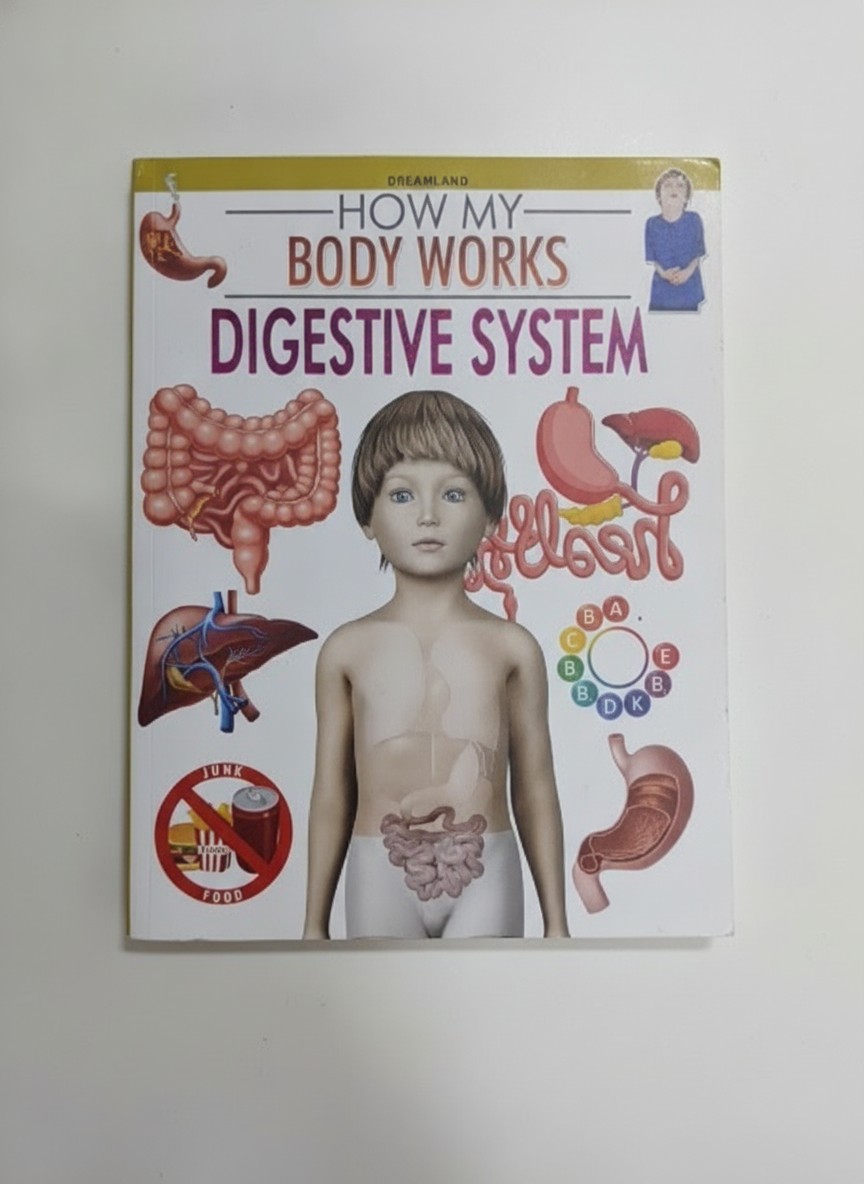 How My Body Works Digestive System